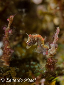 pontohi pigmy seahorse by Eduardo Nadal 